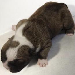 Sherry - Red and white female Bulldog puppy in Salem, Illinois from Itsabulldogthing