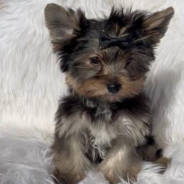 Princeton - Black and gold male Yorkshire Terrier puppy in Las Vegas, Nevada from Yorkiepupsntcups