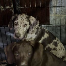 Boy 1 - Chocolate male Great Dane puppy in Mount Pocono, Pennsylvania from Pocono Mountain Great Danes