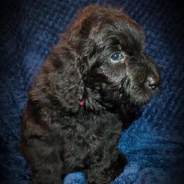 Goldendoodles from Firestorm Kennel