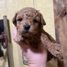 Pink - Red  female Poodle puppy in Hickory Grove, South Carolina from Oopsie Doodles