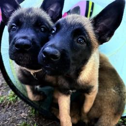 Boy 5 - Fawn male Belgian Malinois puppy in Franklin, Virginia from Morning Star Malinois