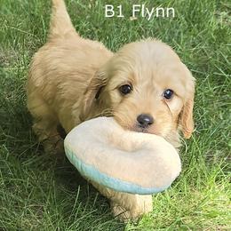Boy 1 - Cream male Goldendoodle puppy in Milford, Michigan from Servant Kennel