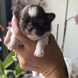 Starla - Red and white female Shih Tzu puppy in Albany, New York from Best Friend Shih Tzu Co.