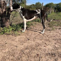 Great Dane puppies from Shadow Veil Dane’s