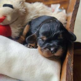 Treacle - Black and tan female Cavalier King Charles Spaniel puppy in Winthrop, New York from McMahon's Cavalier King Charles Spaniels