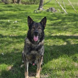 Thor - German Shepherd