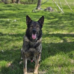Thor - German Shepherd