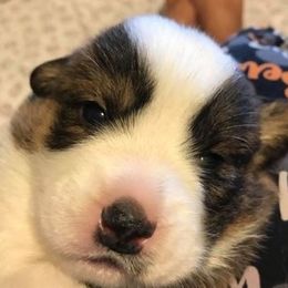 Cardigan Welsh Corgi Puppies from Stornoway Cardigan Welsh Corgis