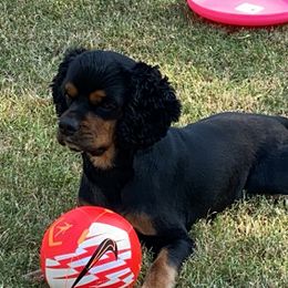 Brutus - Cocker Spaniel