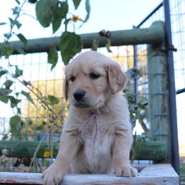 Fern - Light golden female Golden Retriever puppy in Great Falls, Montana from VS Golden Fields