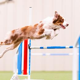 True! (up and coming) - Australian Shepherd
