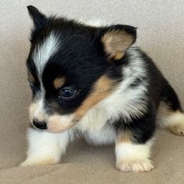 Girl 3 fluffy - Black and tan female Pembroke Welsh Corgi puppy in Huntington Beach, California from Gingerbread