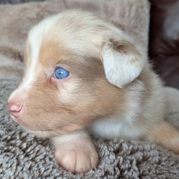 Rose - red merle female - Red merle female Australian Shepherd puppy in Texas from Wray Aussies