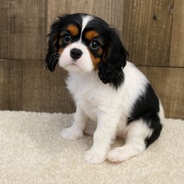Girl 2 - female Cavalier King Charles Spaniel puppy in Hampton, Minnesota from My Cavalier Puppy