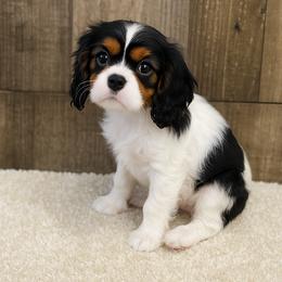 Girl 2 - female Cavalier King Charles Spaniel puppy in Hampton, Minnesota from My Cavalier Puppy
