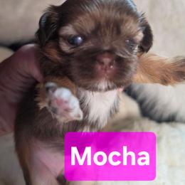 Mocha - Chocolate and tan female Shih Tzu puppy in Center Point, Iowa from Puppies in a Box Shih tzus