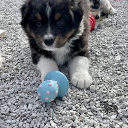 Australian Shepherd, Miniature American Shepherd, and Toy Australian Shepherd Puppies from OR Aussies