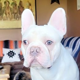 French Bulldog All Grown Up from Ohio Valley Frenchies