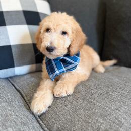 Blue - Apricot male Goldendoodle puppy in Spring, Texas from The Doodle Den