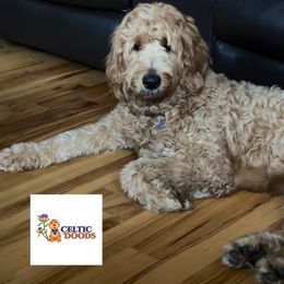 Rose - Goldendoodle