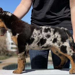 Beauceron and Doberman Pinscher Puppies from Elitehaus