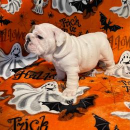 Stupendous - Red and white female Bulldog puppy in Jacksonville, Florida from Semper Fi Bulldogs