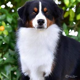 Miniature American Shepherd All Grown Up from Carousel Miniature American Shepherds