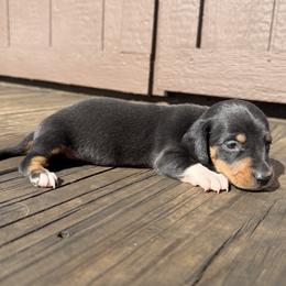 Black and Tan Male - Black and tan male Dachshund puppy in Gravois Mills, Missouri from Benji’s Babies