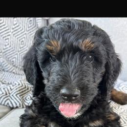 Goldendoodle puppies from H&H Goldendoodles of Braselton