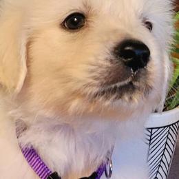 Golden Retriever Puppies from Fiddle In Gold Retrievers