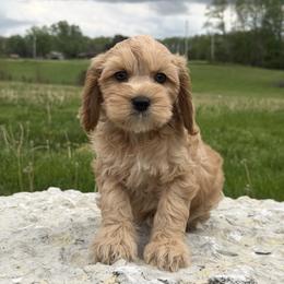 Khushi - Red male Cockapoo puppy in Connersville, Indiana from MoonShine Babies