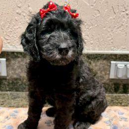 Truffle - Black female Goldendoodle puppy in Miami, Florida from Jade’s Paws & Co. Of Miami LLC