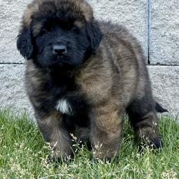 Simba - Reddish brown male Leonberger puppy in Saratoga Springs, Utah from Echo River
