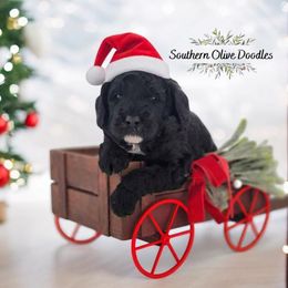 Goldendoodle Puppies from Southern Olive Doodles 🫒