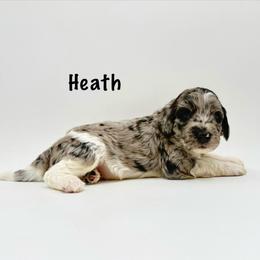Heath - Merle male Goldendoodle puppy in Milford, Pennsylvania from Doodles Are Golden