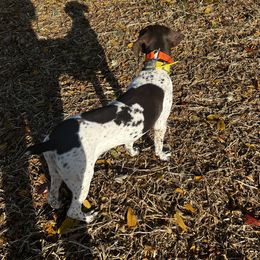 Yadi - German Shorthaired Pointer