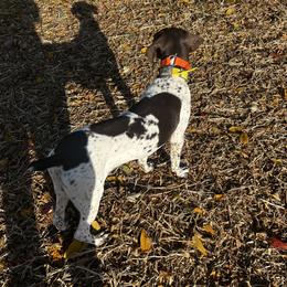 Yadi - German Shorthaired Pointer