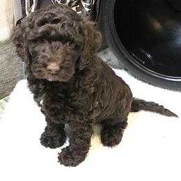 Yellow Collar Cherokee - Chocolate female Australian Labradoodle puppy in Provo, Utah from EllsWORTH Labradoodles LLC