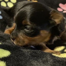 Morkie, Yorkipoo, and Yorkshire Terrier Puppies from Danza Bolo