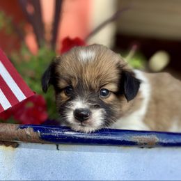 Fleur (Green) - White and sable male Papillon puppy in Chattanooga, Oklahoma from Lottie Dottie Scottie’s and Papillons