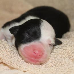 BATTY - Black tri-color female Australian Shepherd puppy in Star City, Arkansas from Blush & Lace Aussie Co.