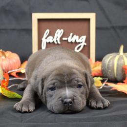 Ruth - Blue brindle female American Bully puppy in Easton, Maryland from Night Court Bullies