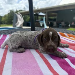 Purple - Liver roan female German Shorthaired Pointer puppy in Huntington, Texas from B&B GSP’S