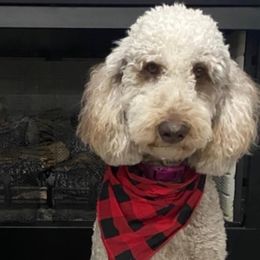 Goldendoodles from Scott’s Country Goldendoodles