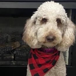 Goldendoodles from Scott’s Country Goldendoodles