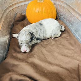 Boy 3 - Aussiedoodle puppy from H & A Kennels