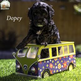 Dopey - Black male Australian Labradoodle puppy in Cashmere, Washington from Mountain Home Doodles