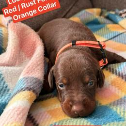 Orange Collar - Red and rust female Doberman Pinscher puppy in Lake City, Florida from Paintedcrazy Doberman Pinchers