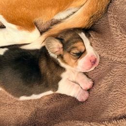 Boy 4 - Black white and tan male Beagle puppy in Haslet, Texas from Haltmeier-Sunrise